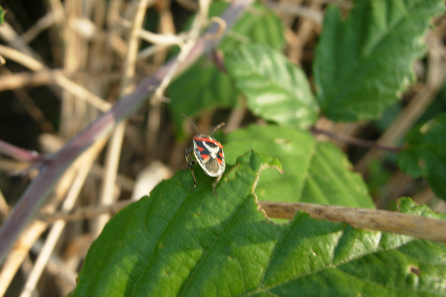Heteroptera: neanidi